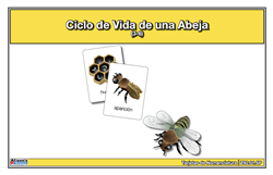 Tarjetas de nomenclatura del ciclo de vida de una abeja (Spanish)