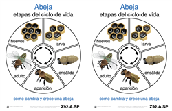 Life Cycle of a Bee (Spanish)
