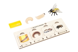 Montessori Materials: Life Cycle Set: Bee