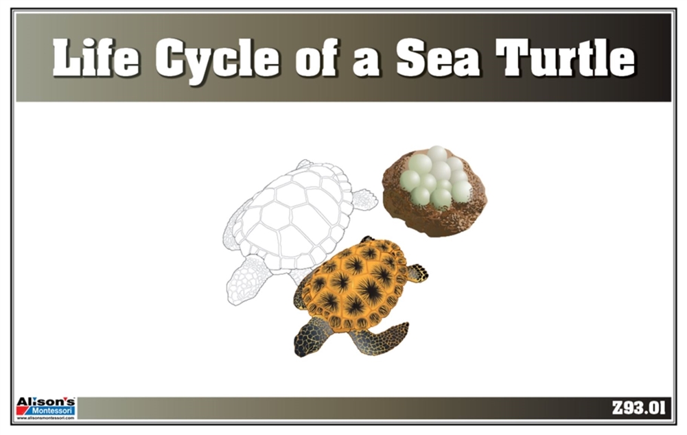 Life Cycle of a Sea Turtle Nomenclature Cards (Printed) 