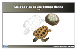 Tarjetas de nomenclatura del ciclo de vida de una tortuga marina (Spanish)