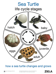 Life Cycle of a Sea Turtle