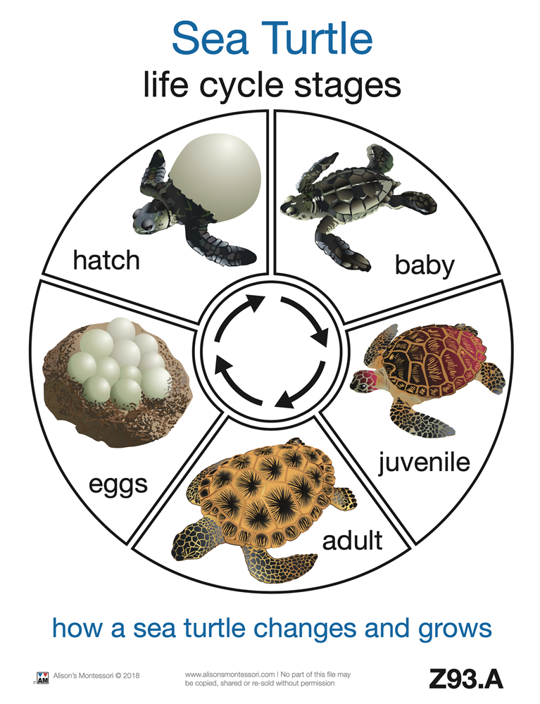  Life Cycle of A Sea Turtle