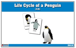 Life Cycle of a Penguin Nomenclature Cards