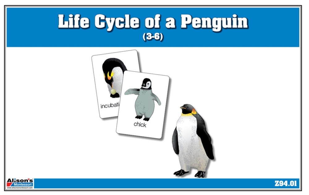 Life Cycle of a Penguin Nomenclature Cards (Printed) 