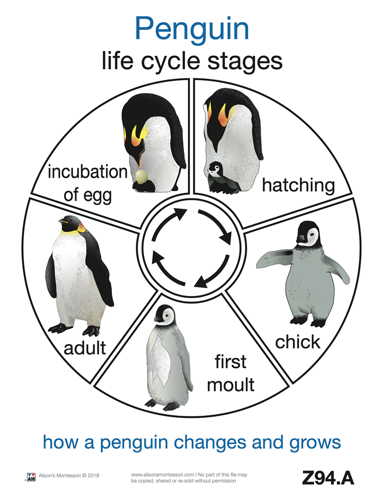  Life Cycle of A Penguin