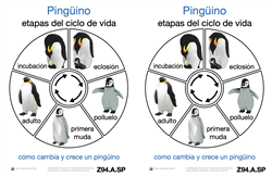 Life Cycle of a Penguin (Spanish)