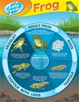 Frog Life Cycles Chart